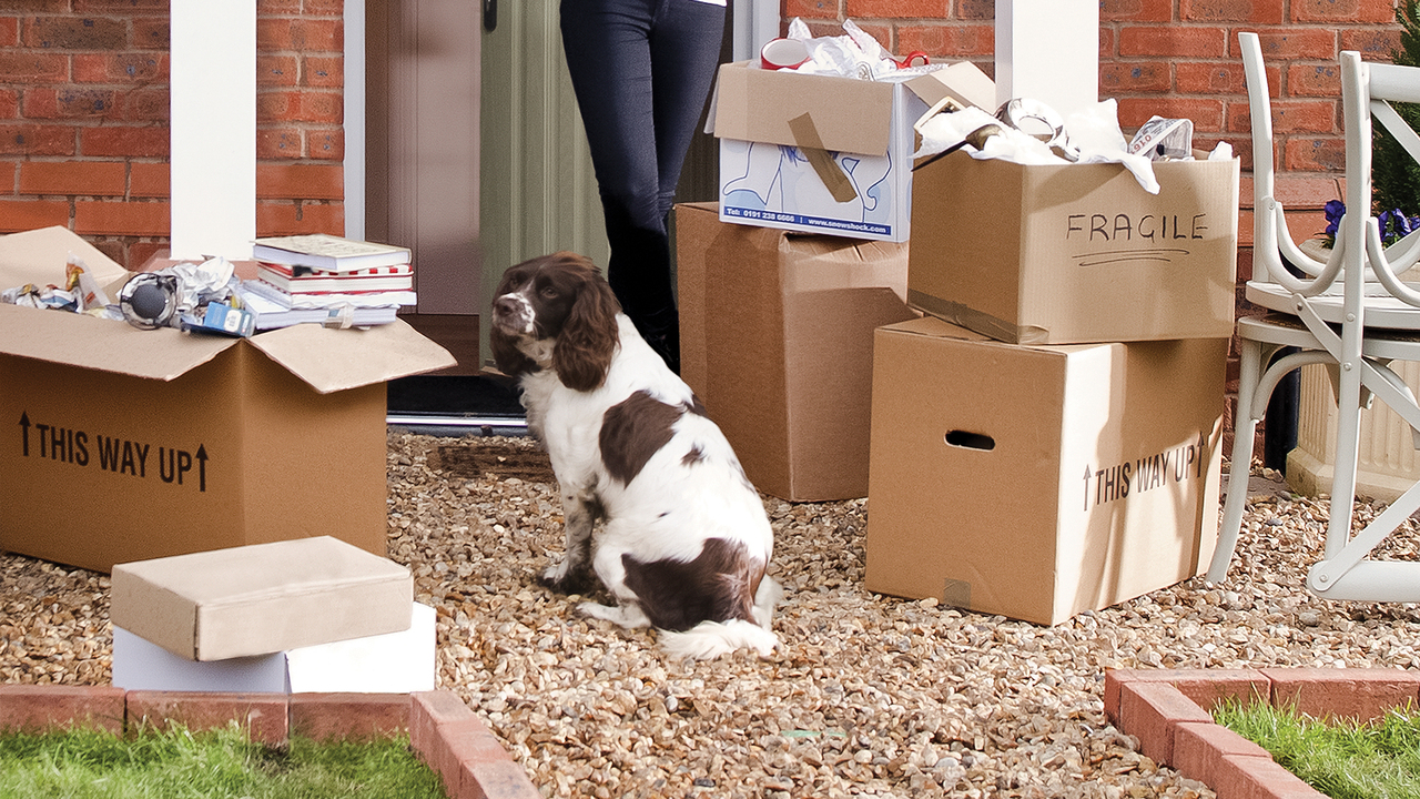 Redrow - Inspiration - Preparing your pets to move home
