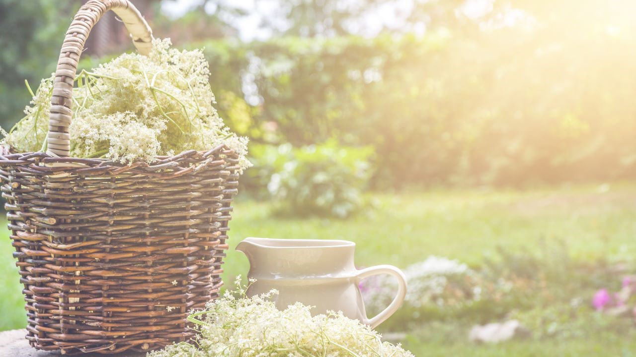 Redrow | Inspiration | Elder Tree Flowers