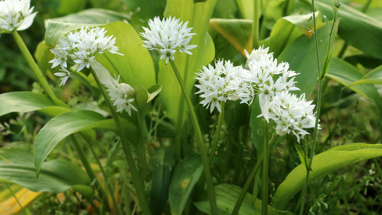 Redrow | Inspiration | Wild Garlic