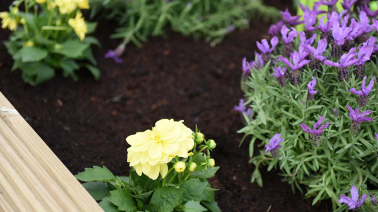 Redrow | Inspiration | Some Planted Purple and Yellow flowers