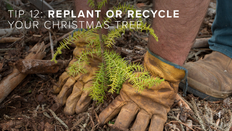 Redrow | Inspiration | Tip 12 Replant or Recycle Your Christmas Tree