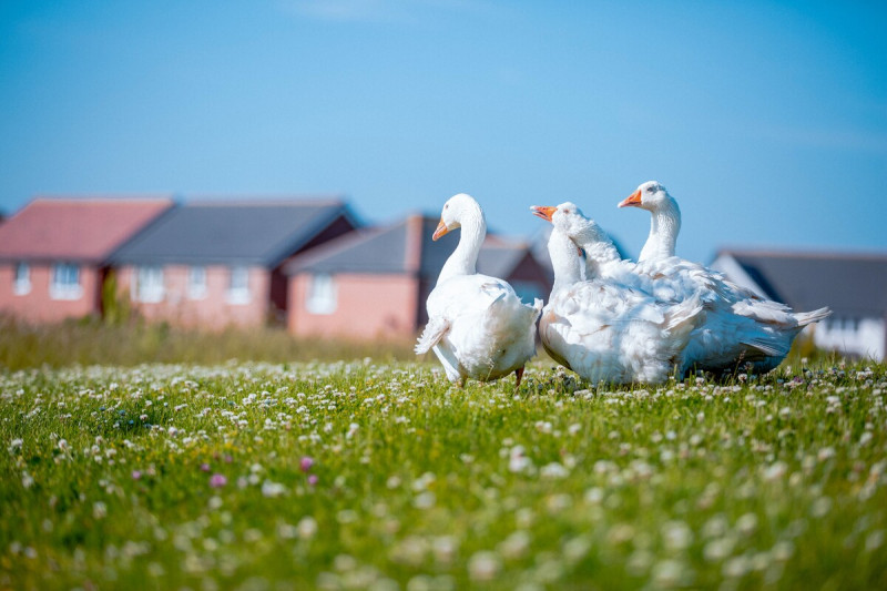 Redrow | Inspiration | Geese in meadow of daisies
