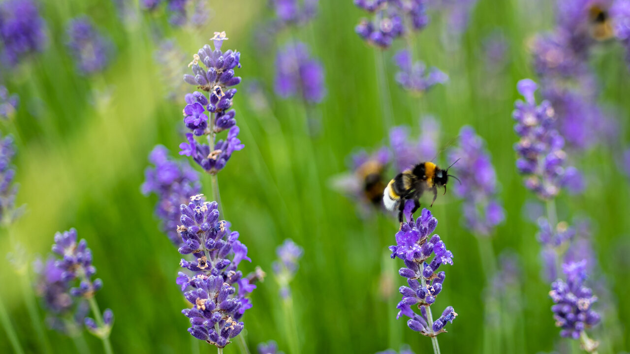 Redrow - Inspiration - Bee landing on Lavender