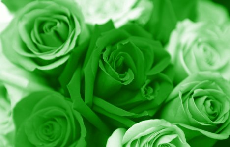 Redrow | Inspiration | Green roses