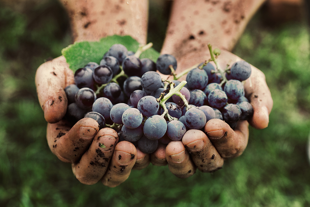 Redrow | Inspiration | bunch of blueberries