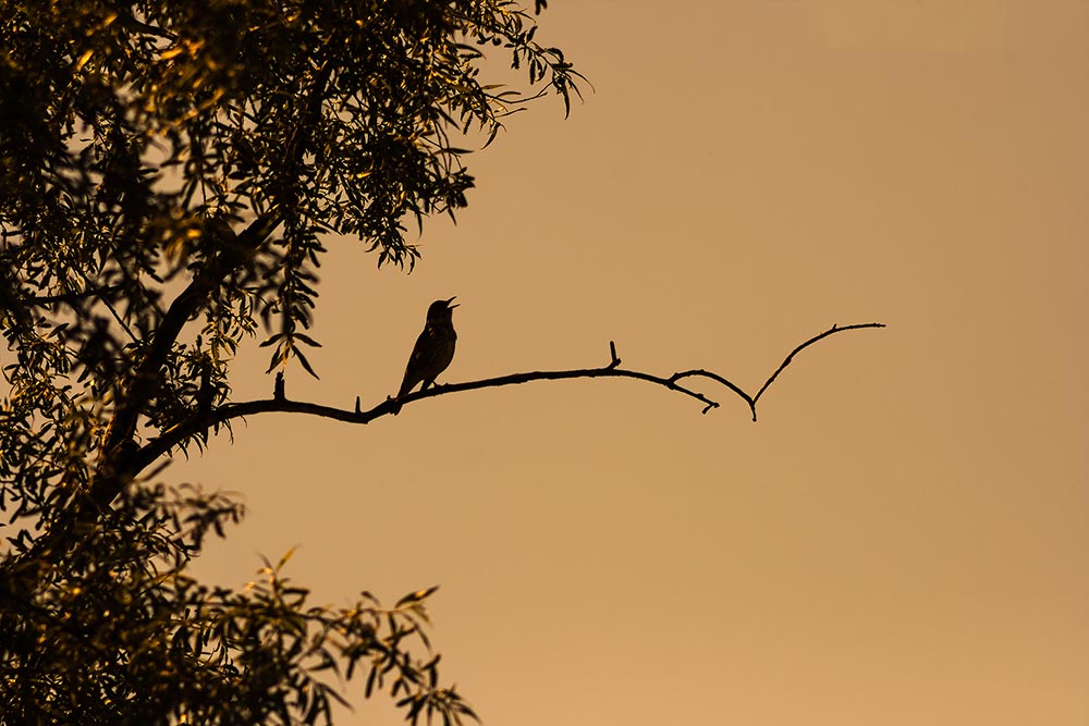 Redrow | Inspiration | Silhouette of a Blackbird singing