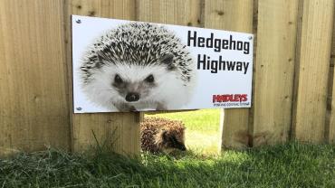 Glenwood Park Redrow Hedgehog - credit Andrea Ormesby